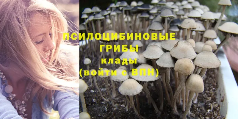 Галлюциногенные грибы Magic Shrooms  хочу наркоту  Кувшиново 